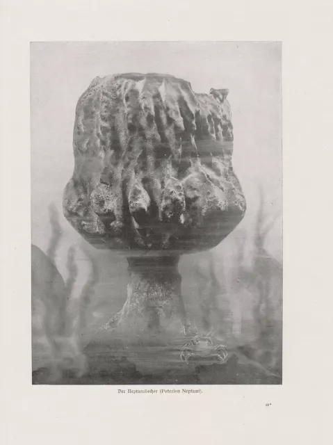 Neptunsbecher Poterion neptuni DRUCK von 1912 Schwämme Porifera