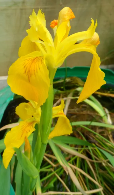 12 plants iris jaune des marais plante aquatique de bassin ou bordure rive
