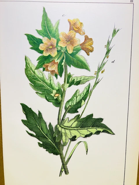 GRAVURE ANCIENNE XIX ème Botanique Aconit Tue-Loup Jardin des Plantes