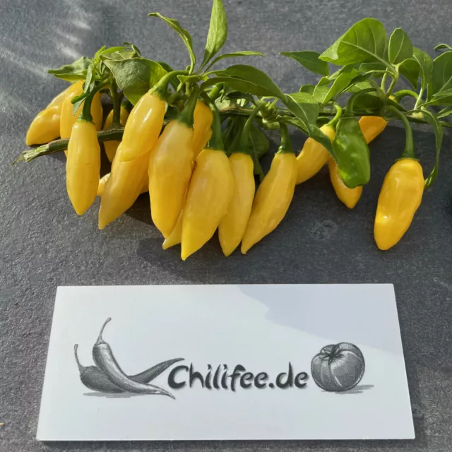 Habanero Neon Yellow knallgelbe Chili kleinbleibende Pflanze Massenträger Chilli