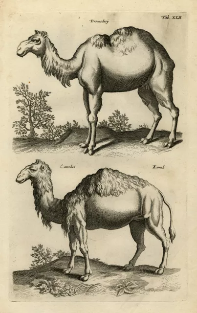 Antique Print-DROMEDARY-CAMEL-Jonston-Merian-1657