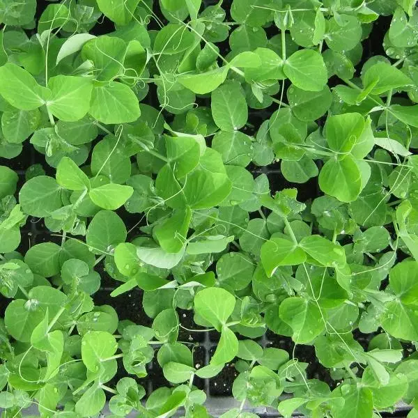 Pack Vegetable Seed Pea Serge (For Pea Shoots) King's Seeds