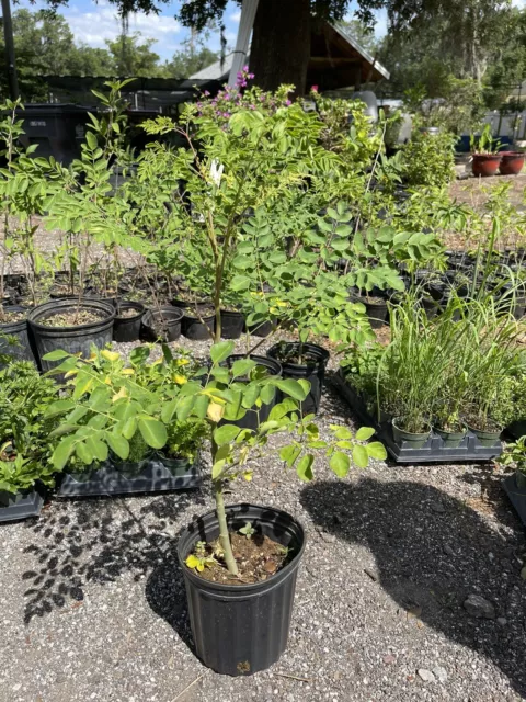 Moringa Live Plant 3 feet Tall Comes In a 2 gallon Pot.
