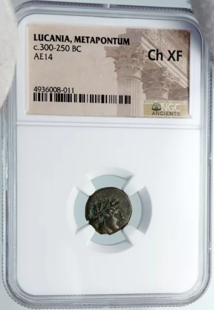 METAPONTION in LUCANIA ARCHAIC Ancient 300BC OLD VINTAGE Greek Coin NGC i88380 3