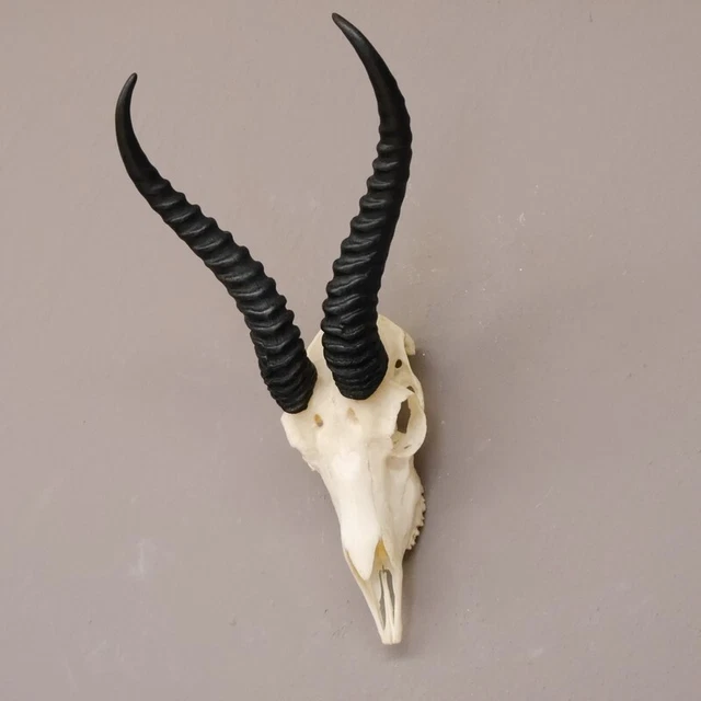 Gacela Antílope Trofeo de Calavera Con Toda Nariz Y Ganzem Upper Jaw 3