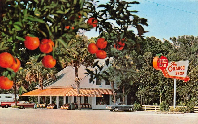 Citra FL Florida Orange Citrus Shop Grove Ocala Marion County Vtg Postcard A52