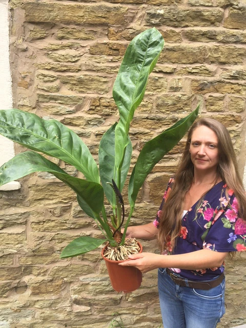 ANTHURIUM ACAULE ELLIPTICUM. 1 only. Superb indoor Jungle effect plant  40.00 - PicClick UK