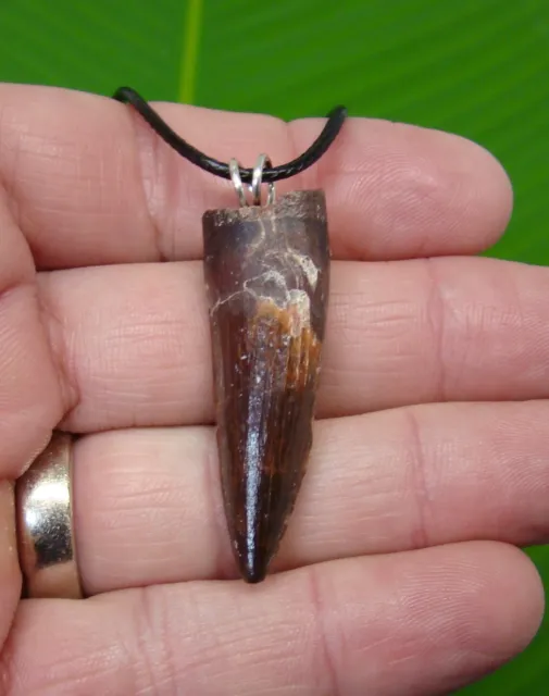 Dinosaur Tooth Pendant Necklace Mosasaur 008 - Etsy