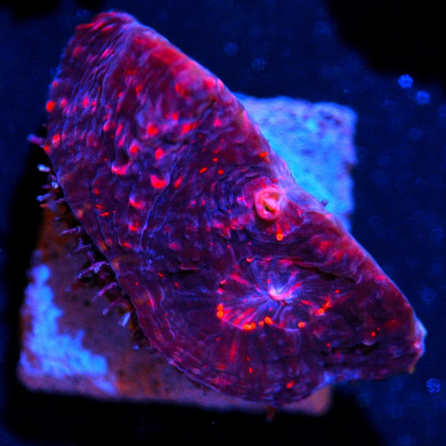 CORALS OF EDEN ~ Live Coral Frag ~ Pomegranate Chalice Coral LPS