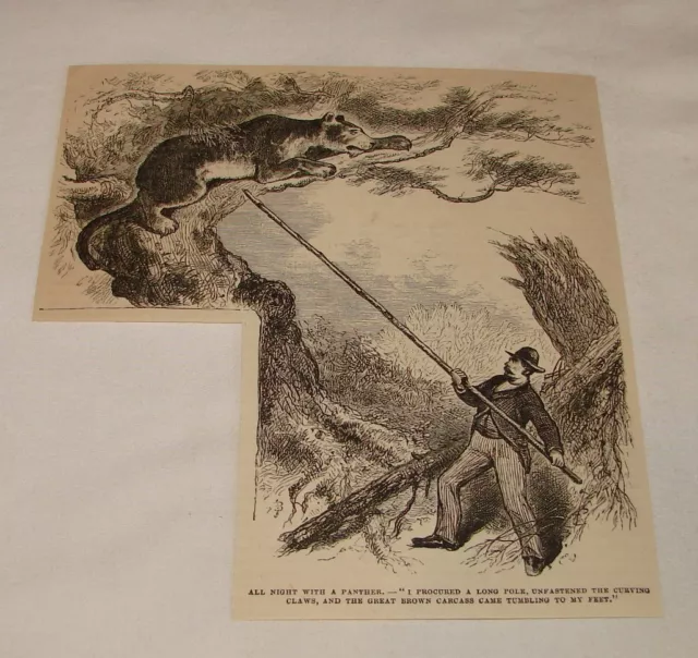1879 magazine engraving ~ REMOVING DEAD PANTHER FROM TREE