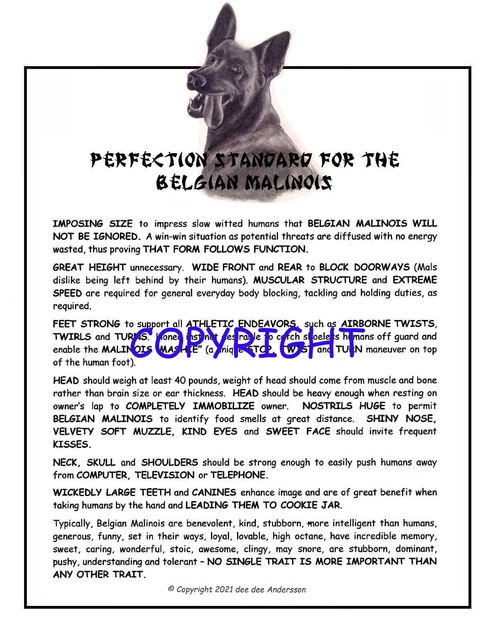 Belgian Malinois Perfection Standard