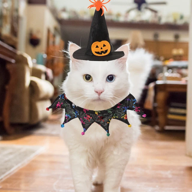 1 set gatto motto Halloween, cappello da strega, collare, costume gatto, Halloween,
