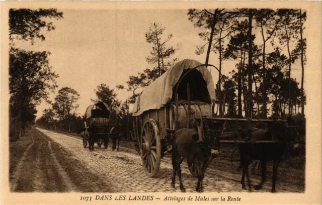 CPA Dans les Landes - Attelages de Mules sur la Route - Folklore (776825)