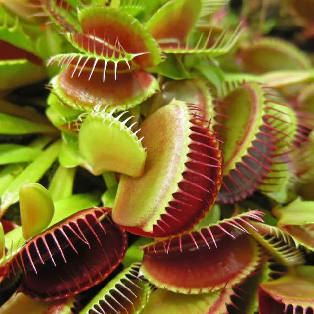 Venus Fly Trap, Dionaea muscipula Jumbo Plant in 12cm Pot