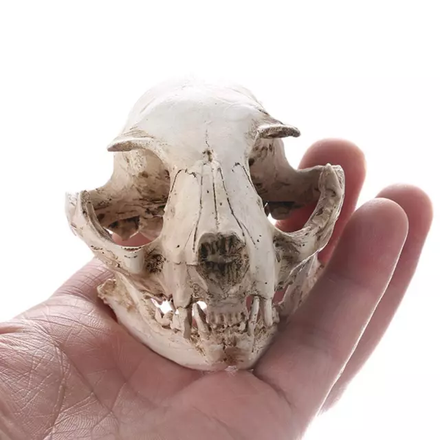 Realistic Cat Skull Replica  Teaching Skeleton Model Ornaments 3