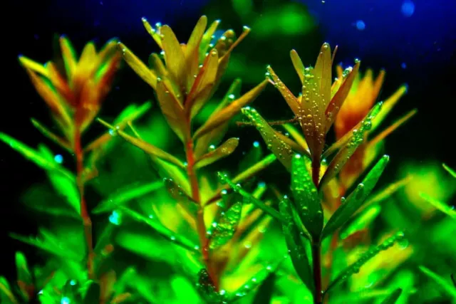Floratica 12 X Rotala Rotundifolia Live Aquarium Plants Tropical Fish Tank