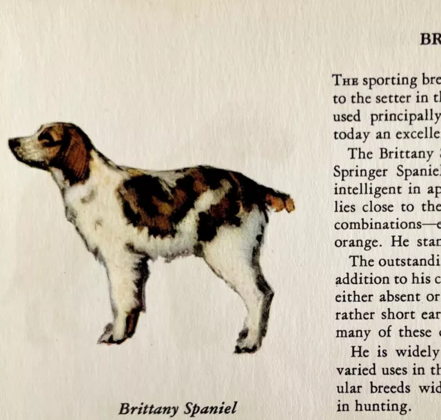 Brittany Spaniel 1939 Dog Breed Art Ole Larsen Color Plate Print Antique PCBG18