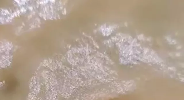 LIVE STARTER cultures for fish food - microworms, banana worms, walter worms