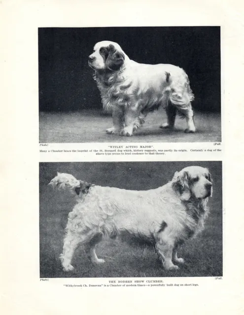 Clumber Spaniel Two Named Dogs Old Original Dog Print Page From 1934