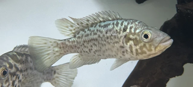 Cuban Cichlid 4” -Live Freshwater Tropical Aquarium Fish