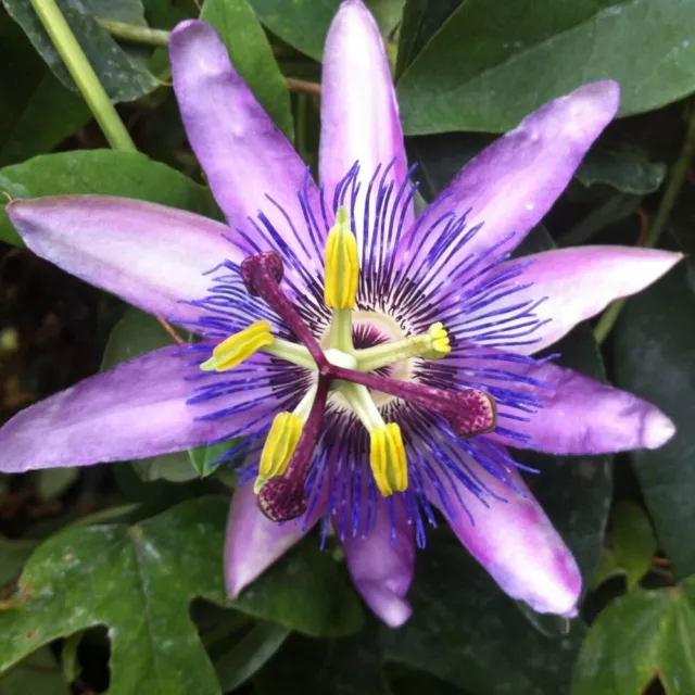 T&M Passiflora (Passion Flower) Lavender Lady Hardy Perennial 1x 9cm Pot Plant