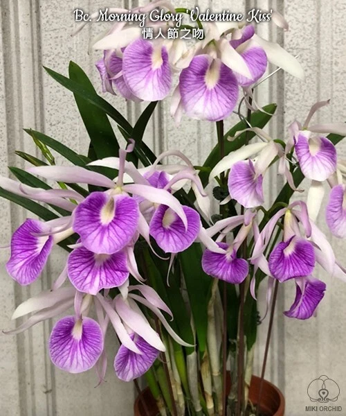 Orchid Orchidee Bc. Morning Glory 'Valentine Kiss', FRAGRANT (22Pr)