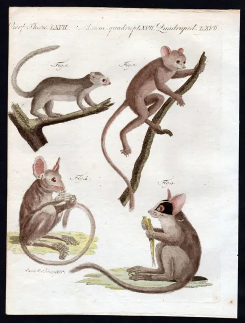 Affen monkey Maki Lemuren Affen Affe monkey Kupferstich engraving Bertuch 1806