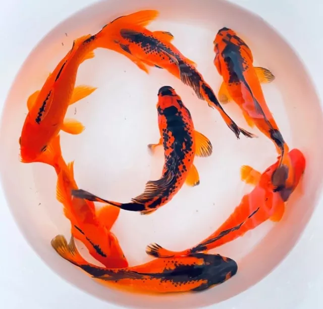1.5 - 3 inch Live Black & Red Goldfish for fish tank, koi pond or aquarium