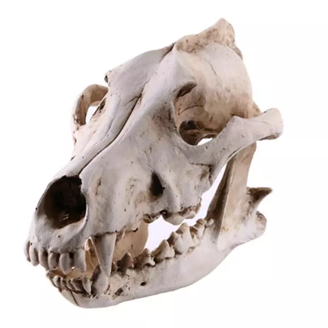 Harz Schneewolf Tierkopf Schädel Replik Halloween Ornament Statue Modell Weiß