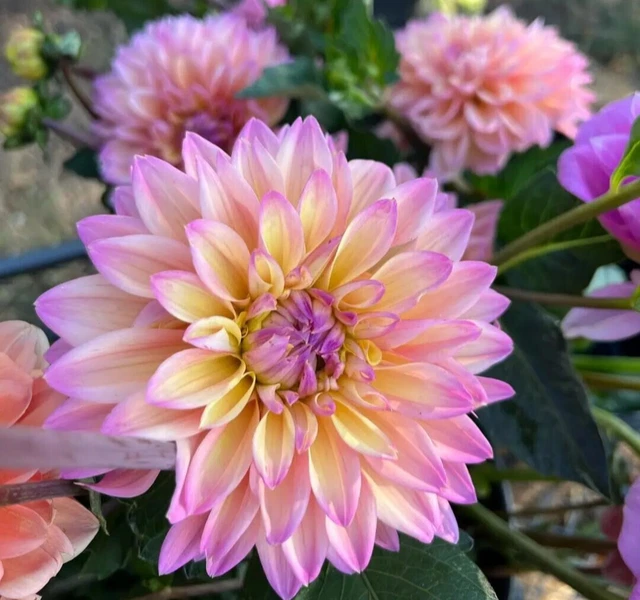 DAHLIA &MONDRIAAN& PREORDER Ships Spring 2024 1 Clump Tubers Read