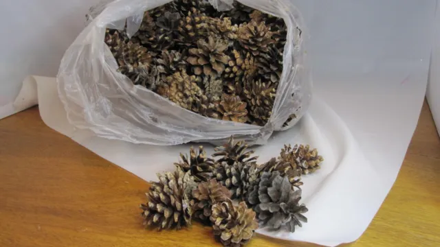 Enorme lote de conos de pino para proyectos de elaboración de 3 libras más 2-5" de largo extra pequeños