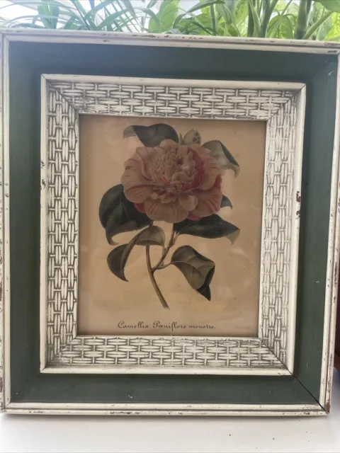 Vintage Flower Lithograph Camellia Poeniflore Monstre Shabby Chic Frame 10 X 9