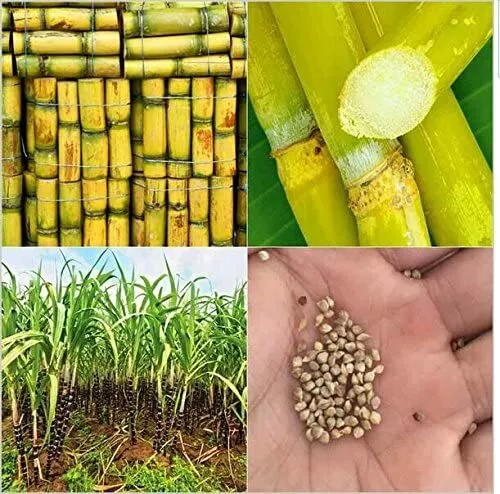 American Giant Sugar Cane Seeds Grow Your Own 6-18 Feet Tall Plant Seedling Uk