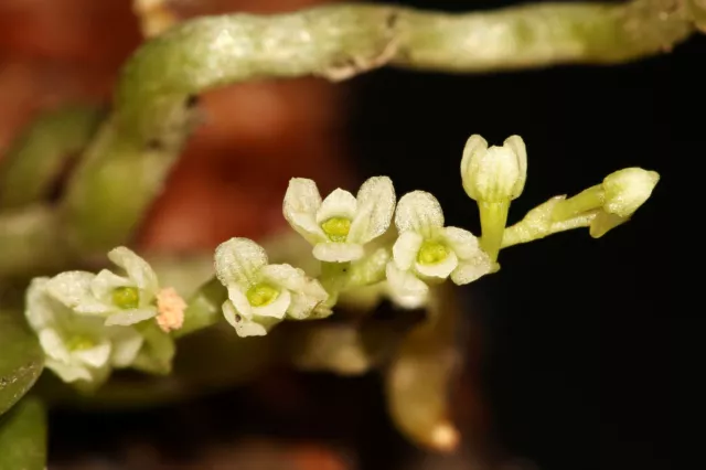 Angraecum Chamaeanthus Micro Miniature Orchid Mounted