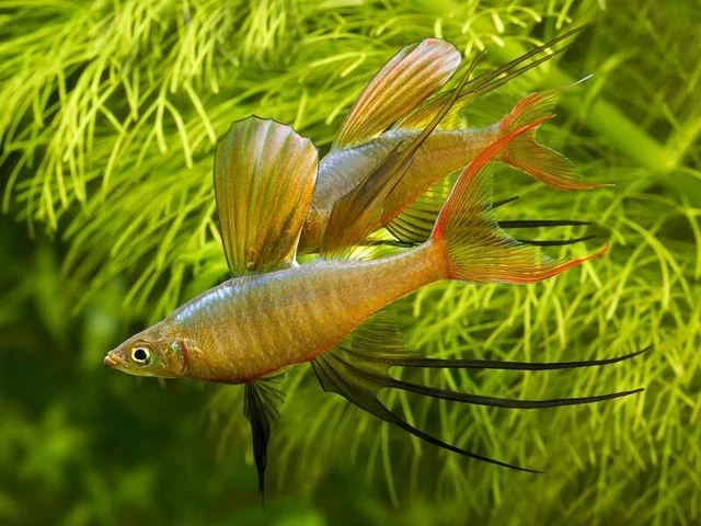 Threadfin Rainbowfish (Iriatherina werneri) - Live Freshwater Fish Featherfin