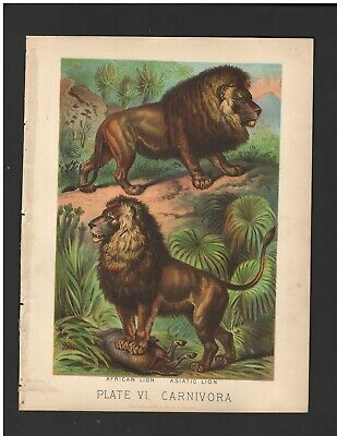 Antique Color Plates (1880) – African Lion, Asiatic Lion