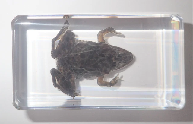 Frog East Asian Bullfrog Rana rugulosa Real Animal Specimen Learning Aid