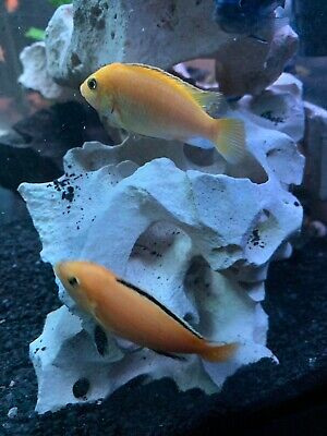 Beautiful Yellow Lab Cichlid 1-2” Lot Of  4 Overnight Delivery Option