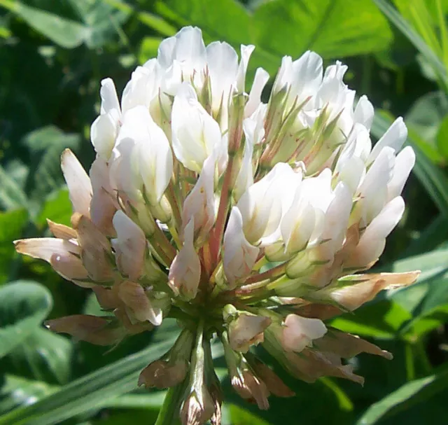 White Clover Seeds, Trifolium Wildflower Bee Friendly, Green Manure  up to 6000