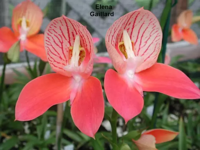 Disa Uniflora - 3 graines - Orchidée Disa rouge - Ultra Rare - Limitée