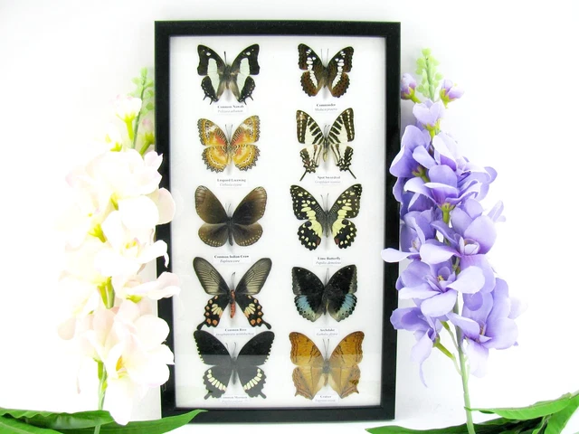 Papillons de jour à l'unité - Collection Unique