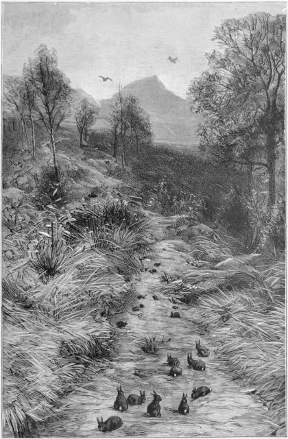 LAPINS de GARENNE gambadant dans un CHEMIN de CAMPAGNE - Gravure du 19e siècle