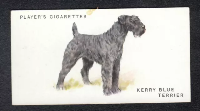 KERRY BLUE TERRIER Vintage 1931 Arthur Wardle Dog Painting Card