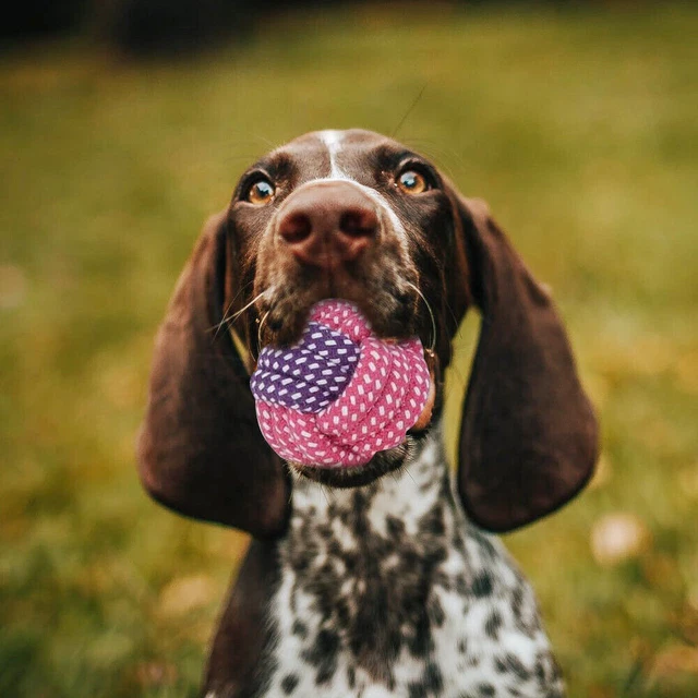 15er/Set Hundespielzeug Hund Welpen Kauen Baumwolle Seile Spielzeug für Haustier 11