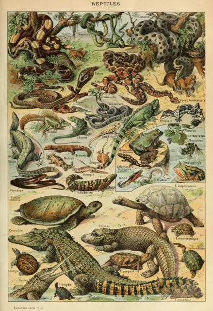 Vintage Adolphe Millot French Reptiles, Snakes, Natural Histort Wall Art Print
