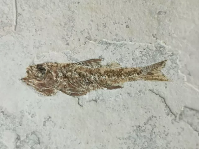 Fossile SMERDIS MACRURUS