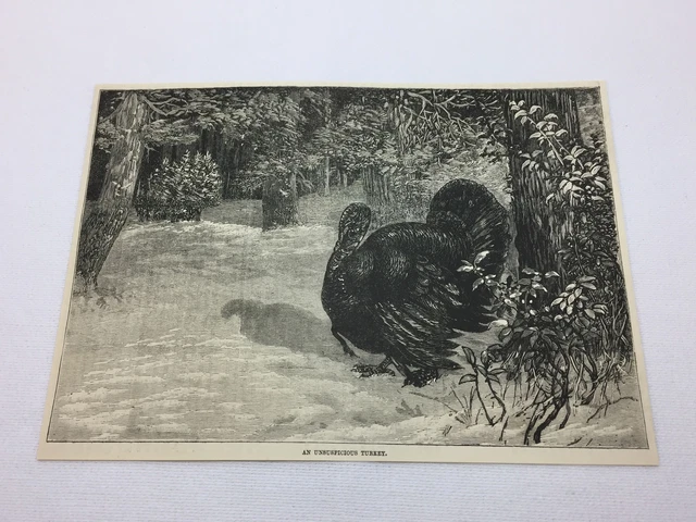 1885 magazine engraving ~ AN UNSUSPICIOUS TURKEY