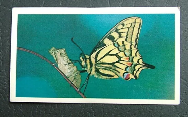 John Player & Son,  Doncella. British Swallowtail Butterfly  Card No 31