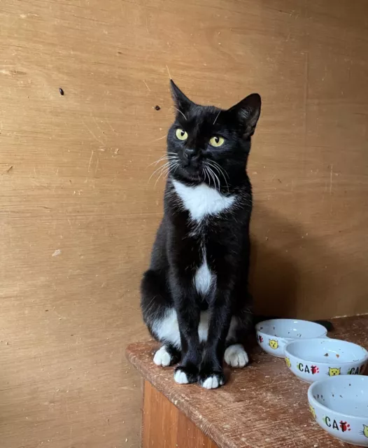 Donate a dinner & treats for Marlene the elegant Tuxedo - Ceredigion Cat Rescue