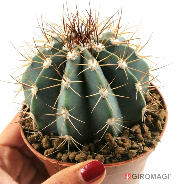 dracaena dragon mix Dracaena Draco 'Dragon Tree' Seeds